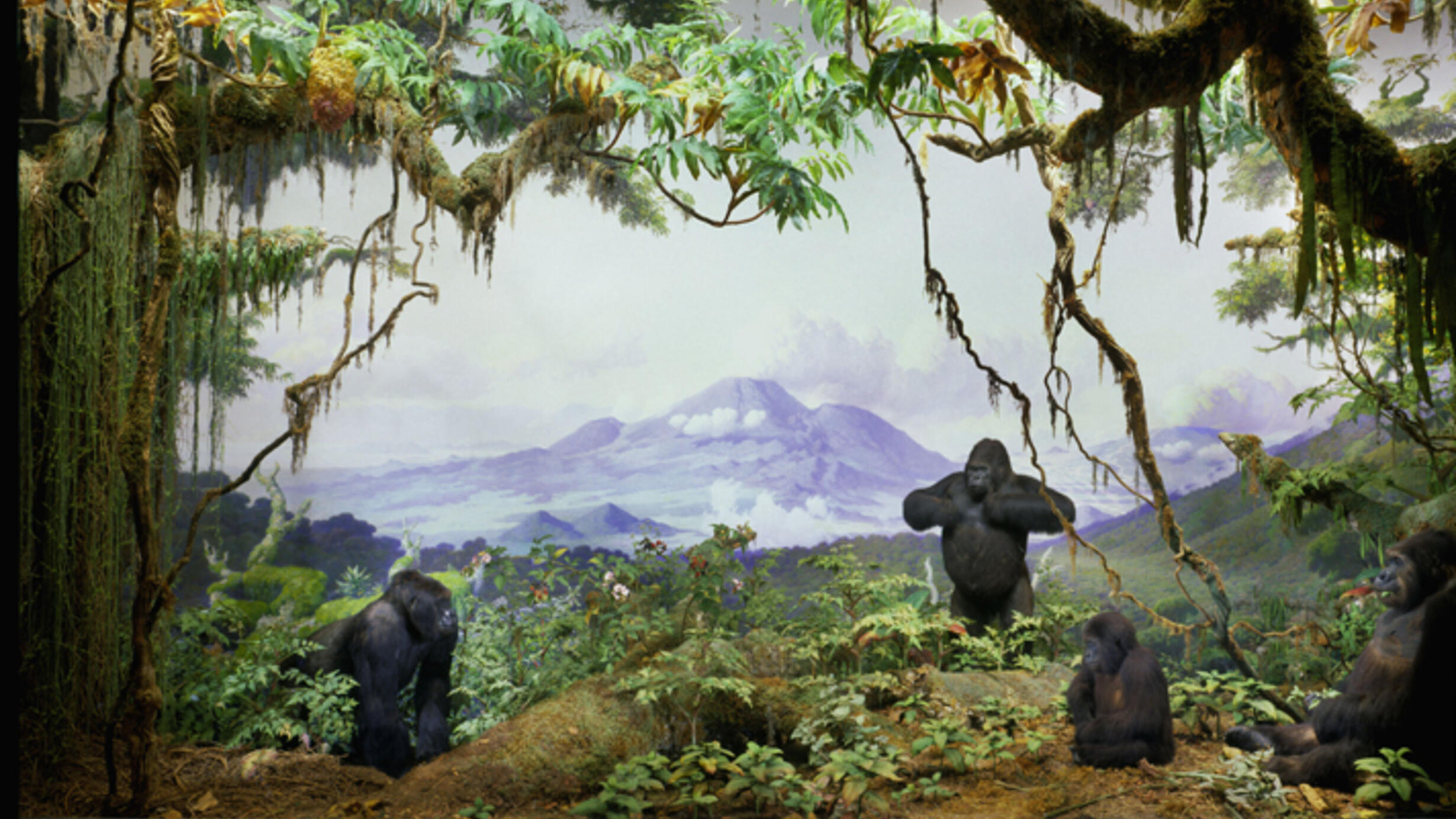 A diorama of African gorillas shows several adults and one juvenile in a jungle setting with a mountain in the background.