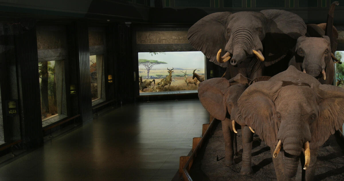 Hall Of African Mammals American Museum Of Natural History