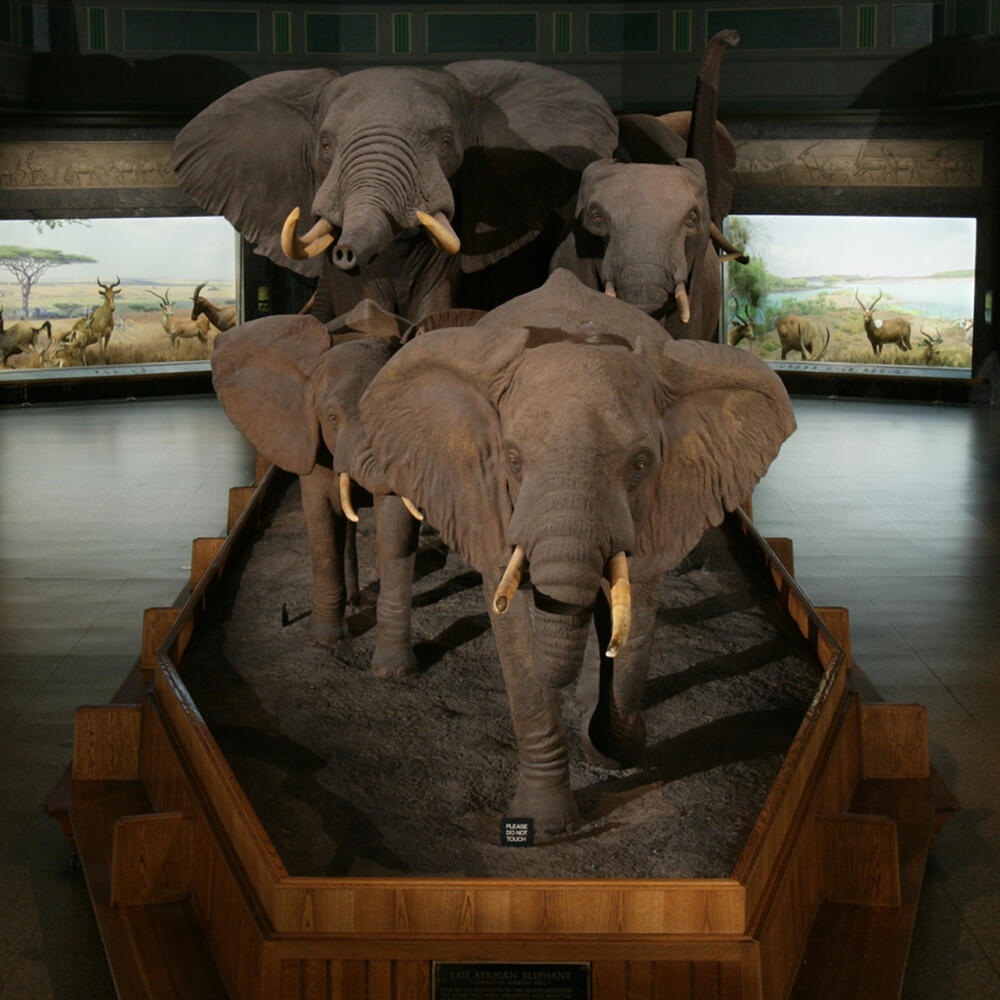 The African Elephants in the center of the Hall of African Mammals.