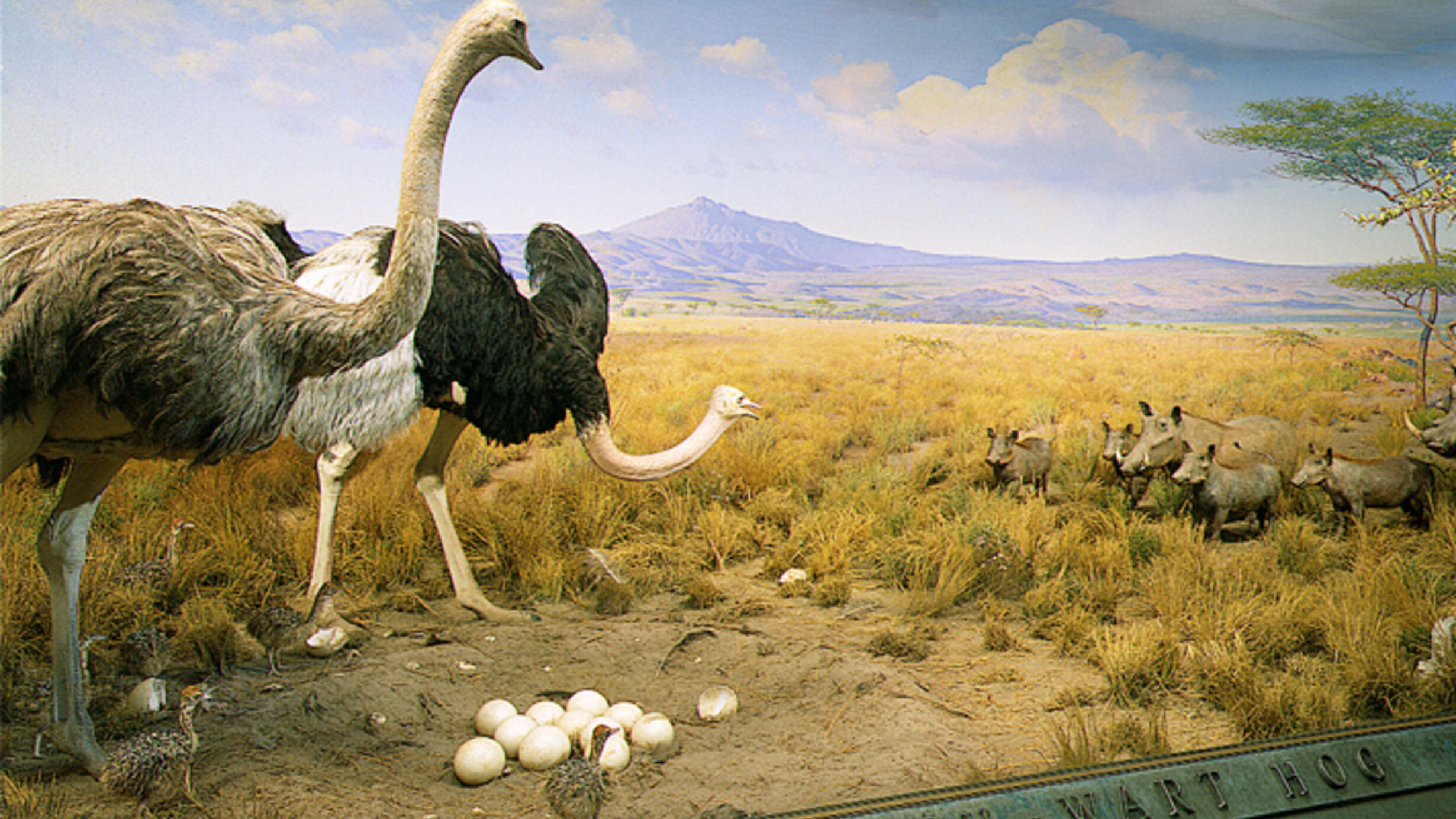 The diorama shows two ostriches with several chicks and a clutch of eggs on dry soil facing a group of wild boars.