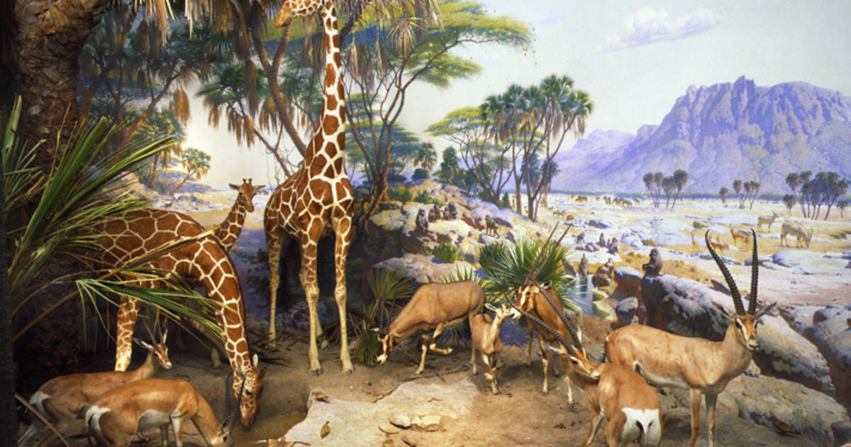 Water Hole Amnh Water Hole Amnh