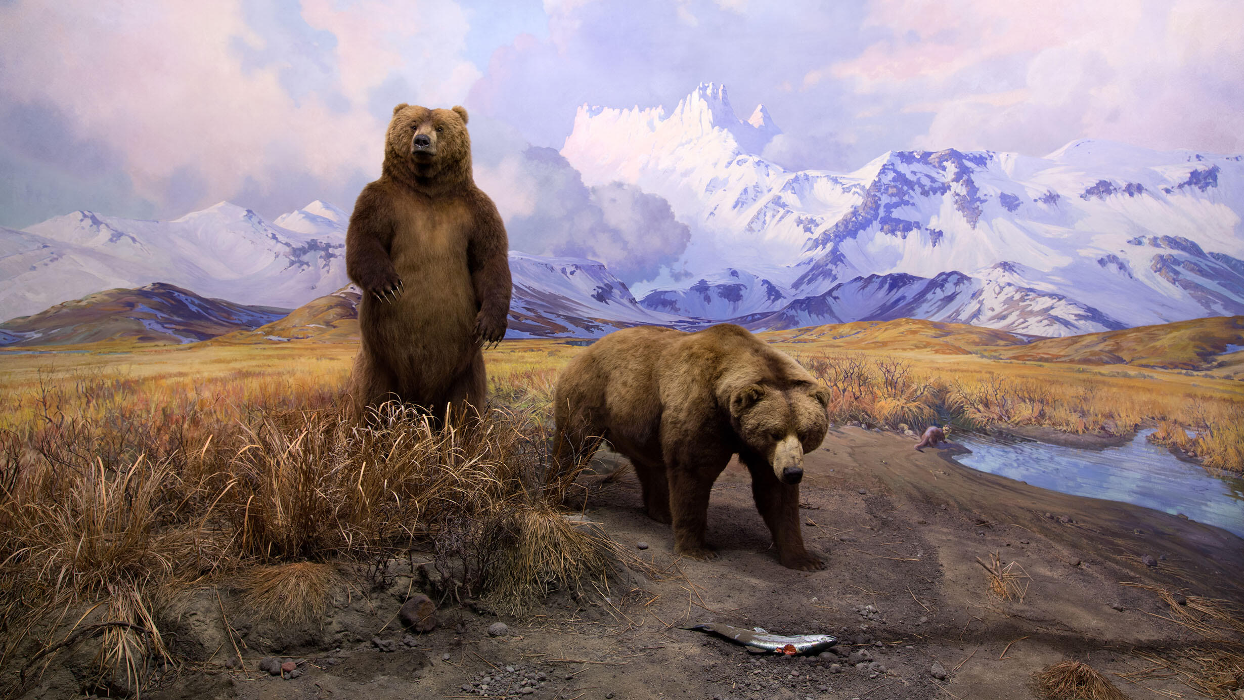 Museum diorama depicts two Alaska Brown Bears in front of a painted mountain backdrop.