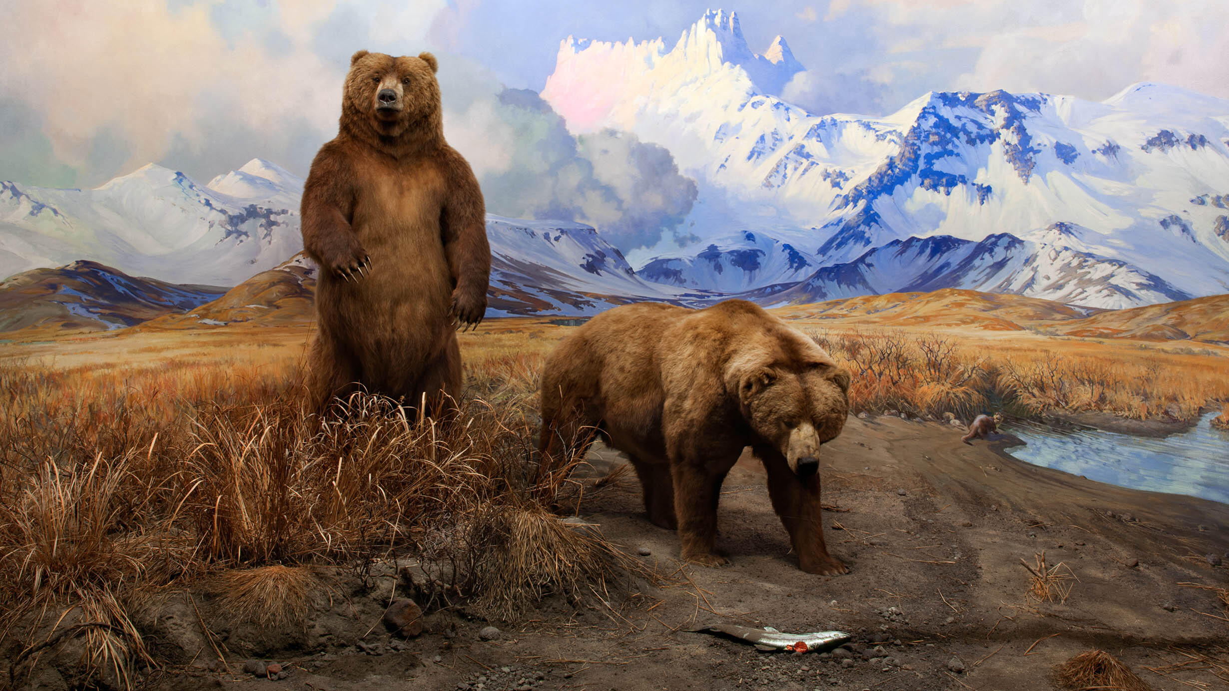 Museum diorama depicts two Alaska Brown Bears in front of a painted mountain backdrop.