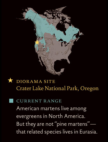 AmericanMarten_rangemap