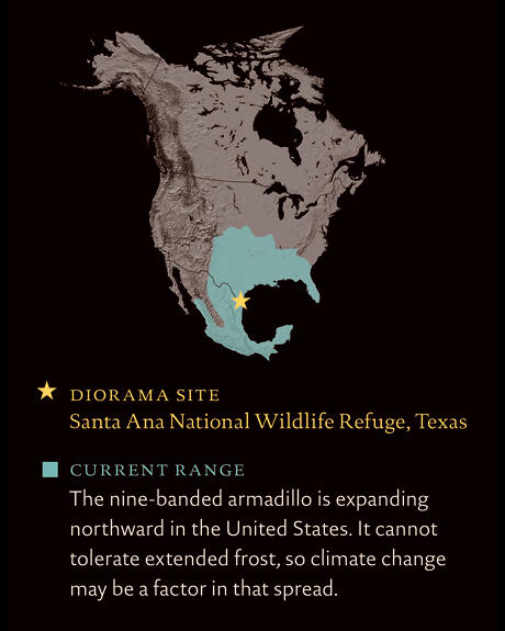 Map showing the range of the nine-banded armadillo in the United States and parts of Mexico.