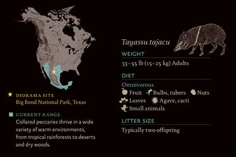 CollaredPeccary_dioramasite