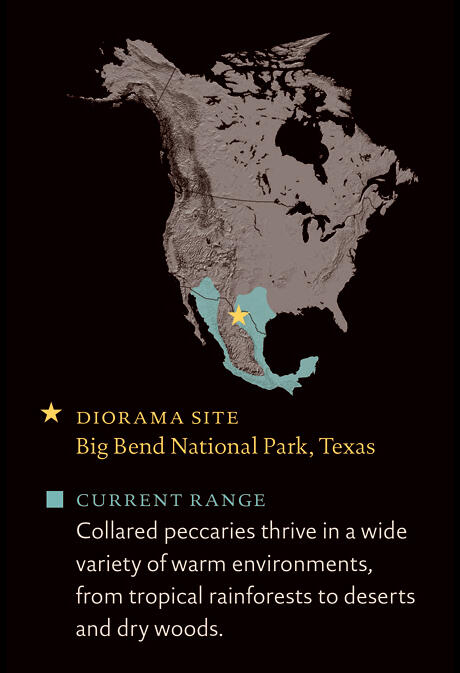 A map of North America showing the current range of the collared peccary, which includes southern Arizona, southern Texas, and eastern, western, and southern Mexico.