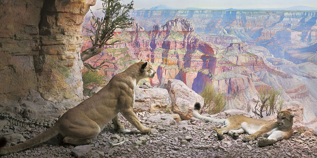 Cougar Mountain Lion Amnh Following the grand canyon's tracks through time. cougar mountain lion amnh