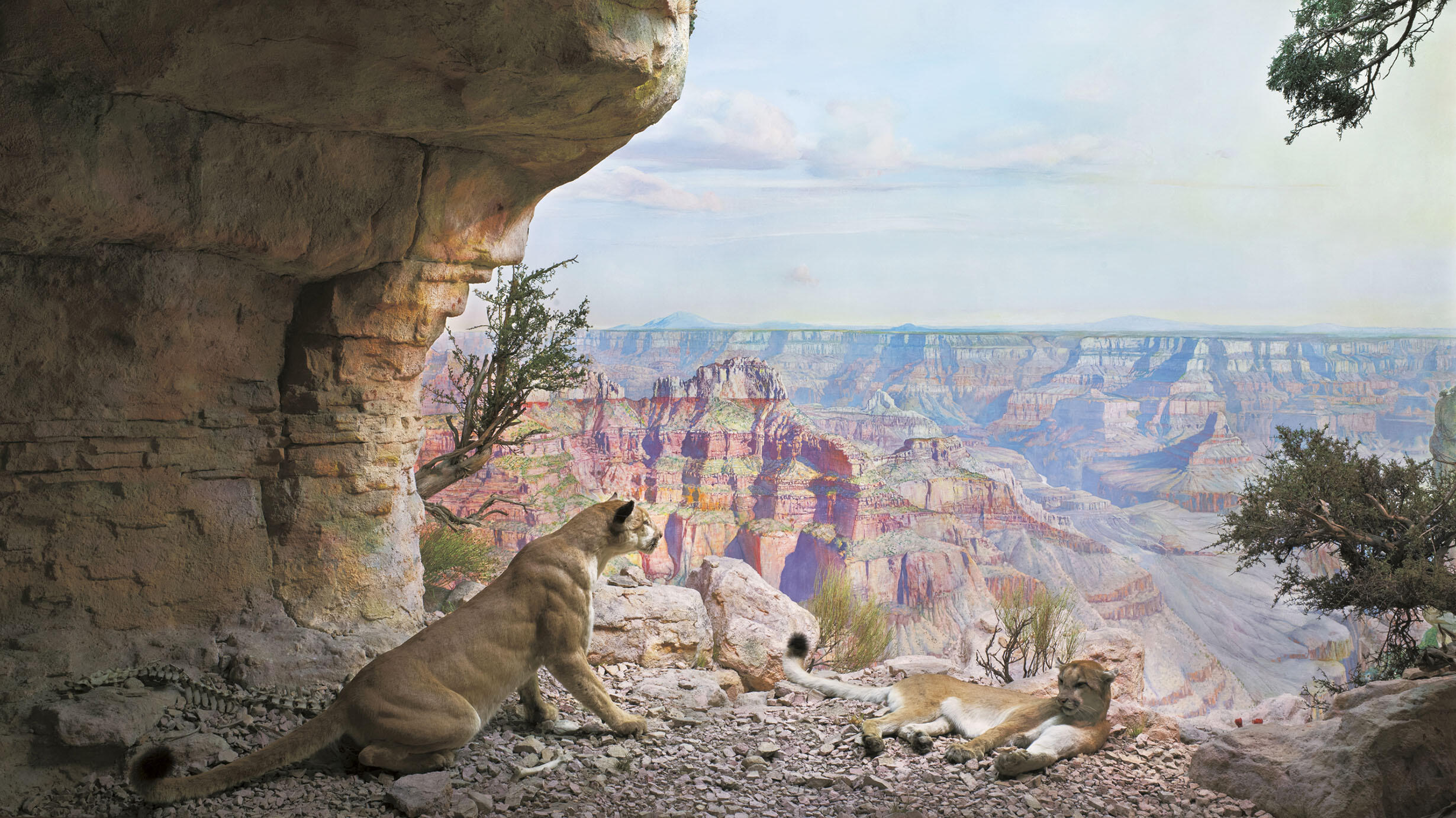 Diorama depicts two mountain lions resting on a rocky outcrop in the Grand Canyon.