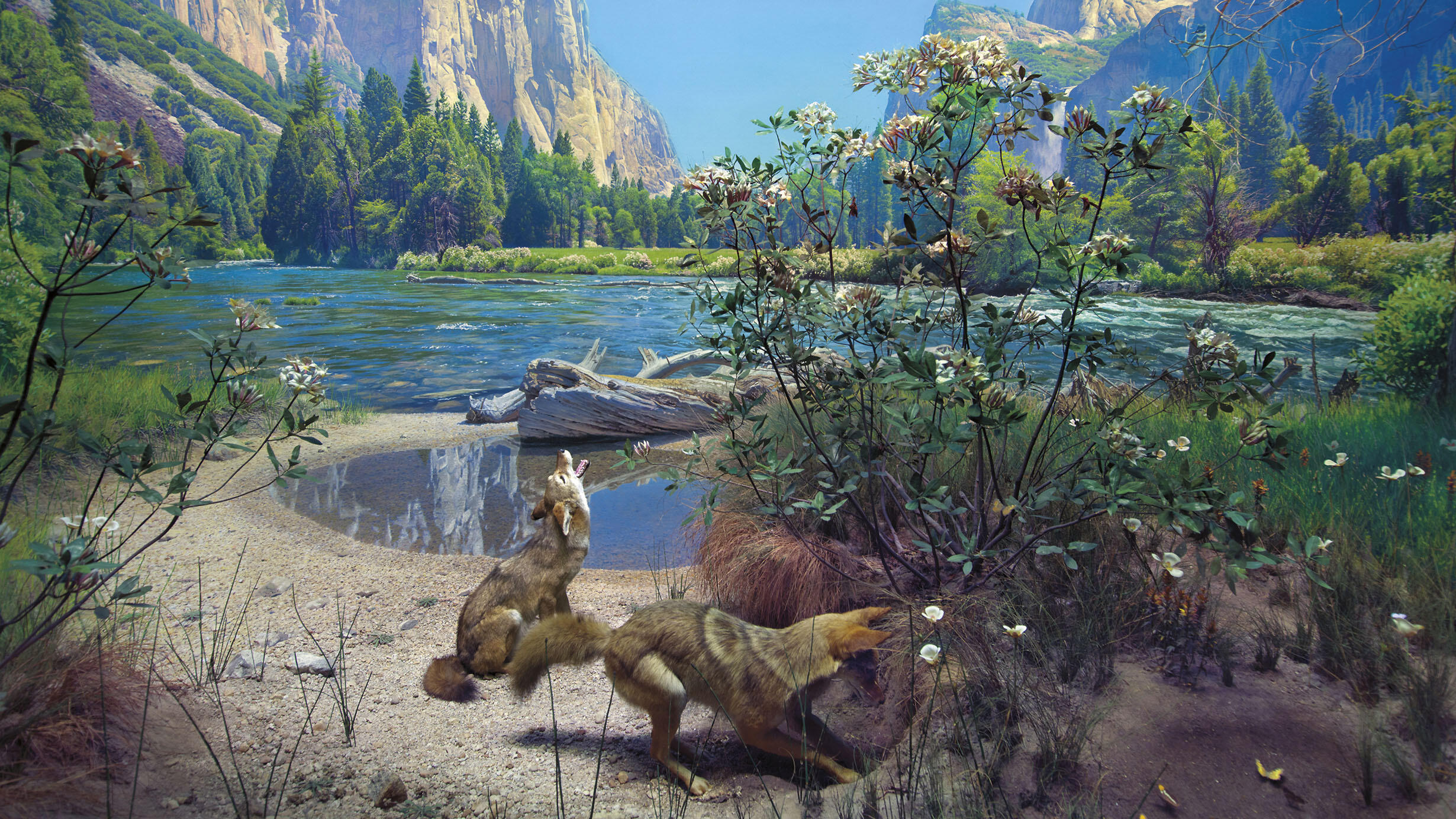 Museum diorama depicts two coyotes in Yosemite National Park, California.