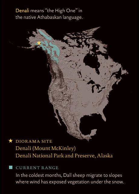 A map of North America marks diorama site in Denali National Park and Preserve, and the current range of Dall sheep in Alaska and northwestern Canada.