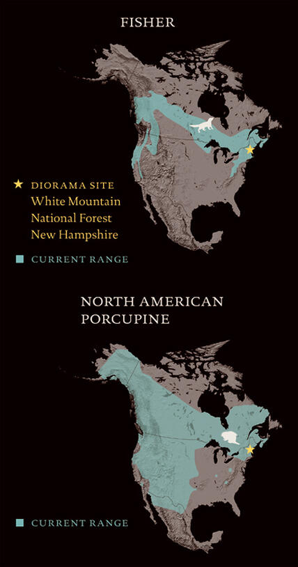 FisherPorcupine_rangemap