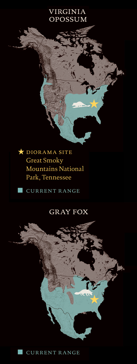 Gray Fox and Opossum