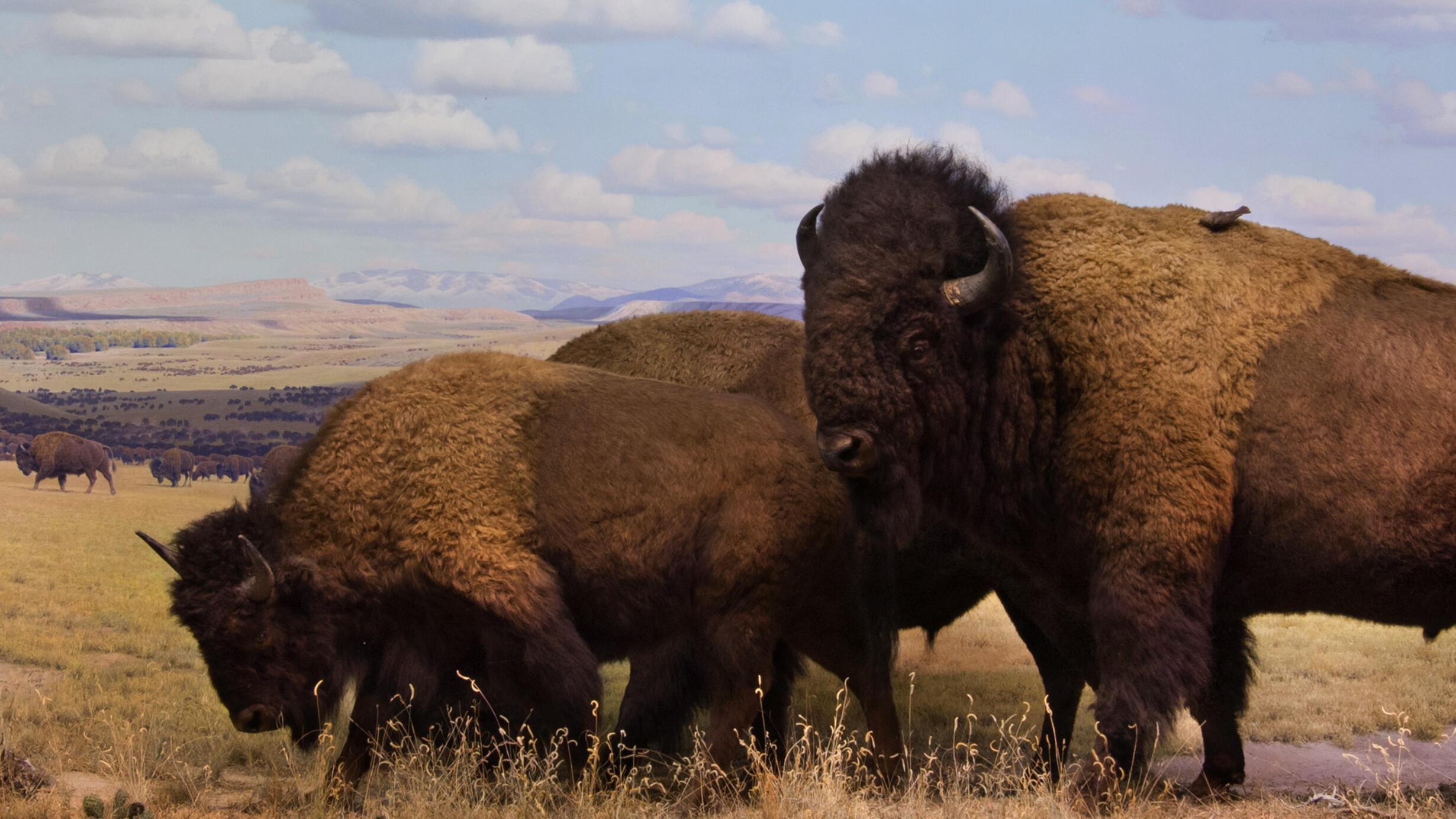The American Bison diorama in the Hall of North American Mammals.