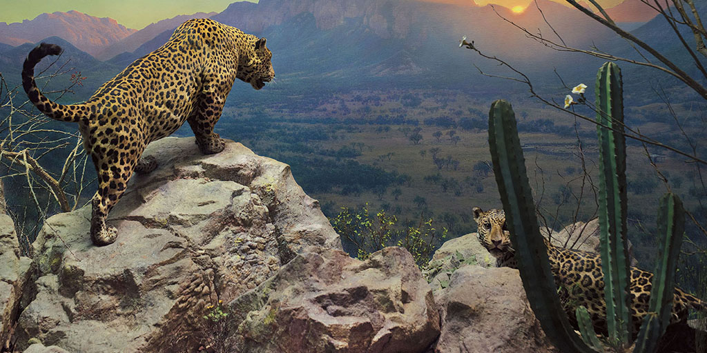 Jaguar Amnh