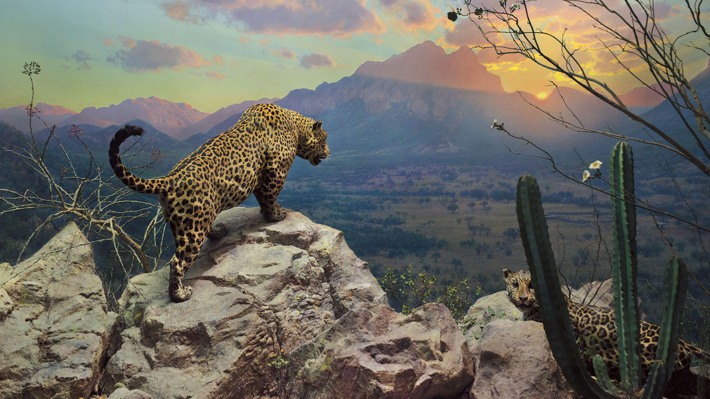 Two jaguar mounts populate a diorama on display in the Hall of North American Mammal.