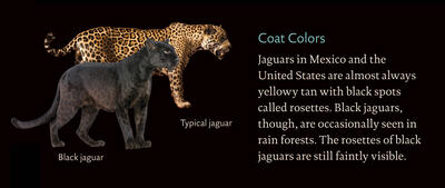Jaguar_coatcolors