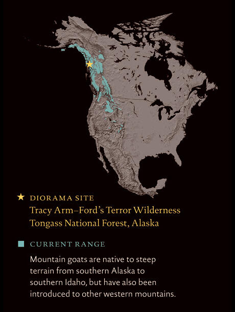 Current range of mountain goat: southern Alaska to southern Idaho as well as western mountains where they have been introduced