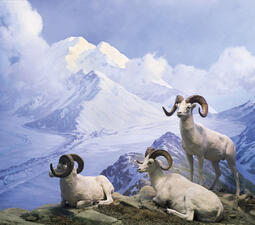 NAM  CC_Dall_Sheep.jpg