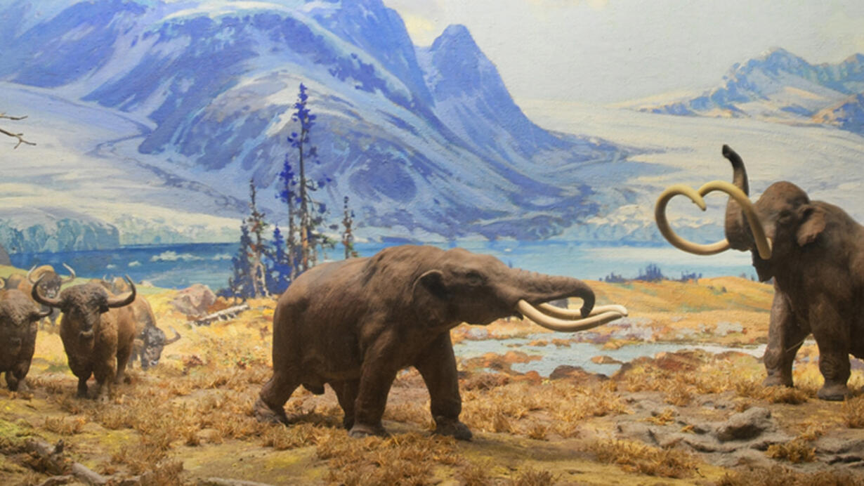 Extinct American Mammals of the Ice Age AMNH