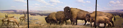 NAM DF American Bison and Pronghorn.jpg