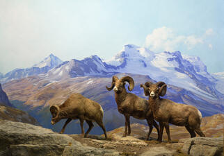 NAM DF -Bighorn Sheep final.jpg