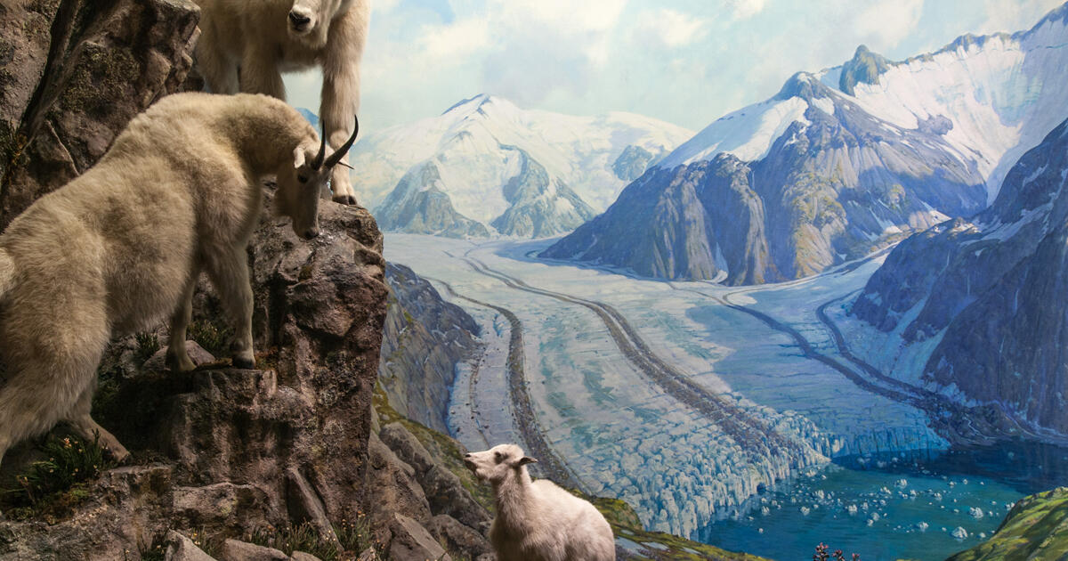 Mountain Goat Amnh