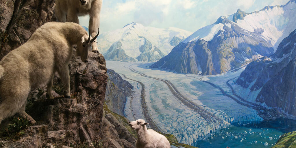 Mountain Goat