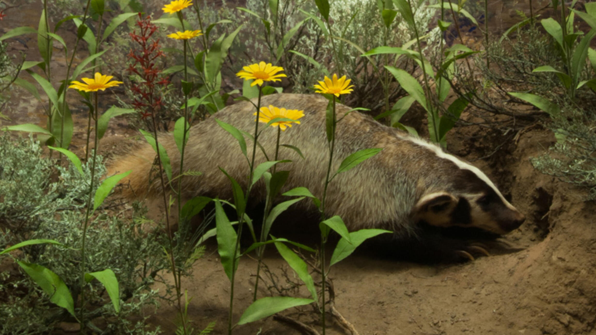 NAM DF_ American Badger final small hero.jpg