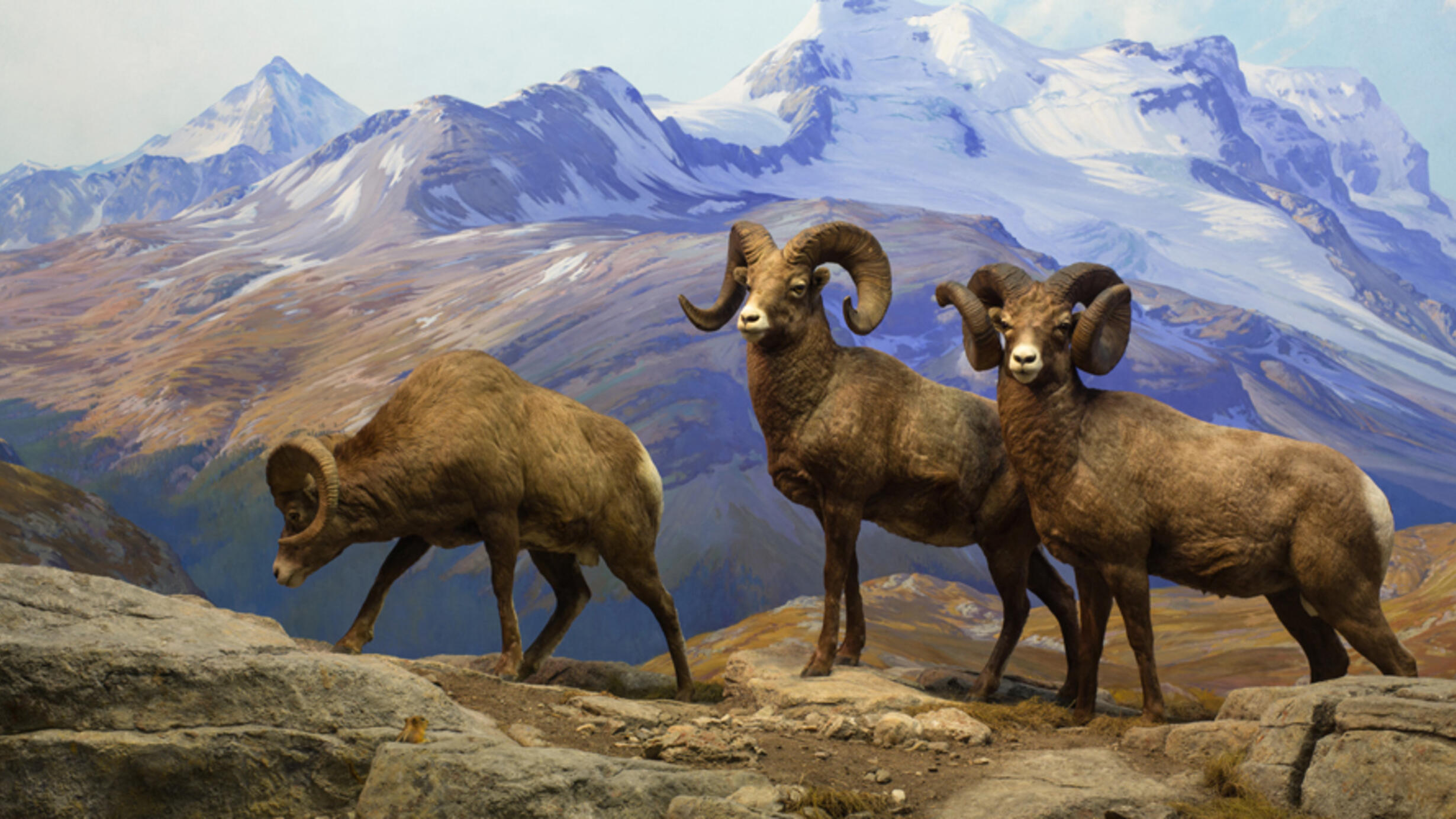 NAM DF_ Bighorn Sheep hero.jpg