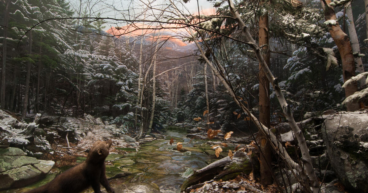 Fisher And Porcupine Amnh