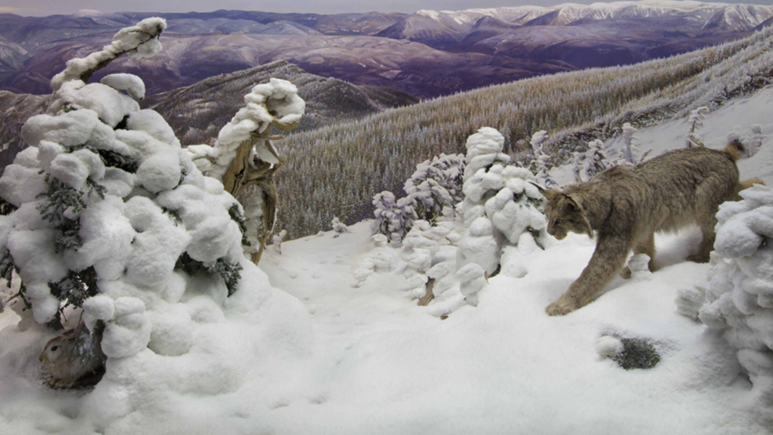 NAM DF_Canada Lynx and Snowshoe Hare hero.jpg