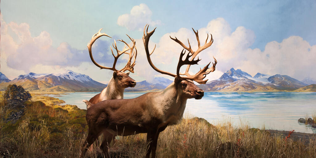 Caribou Amnh