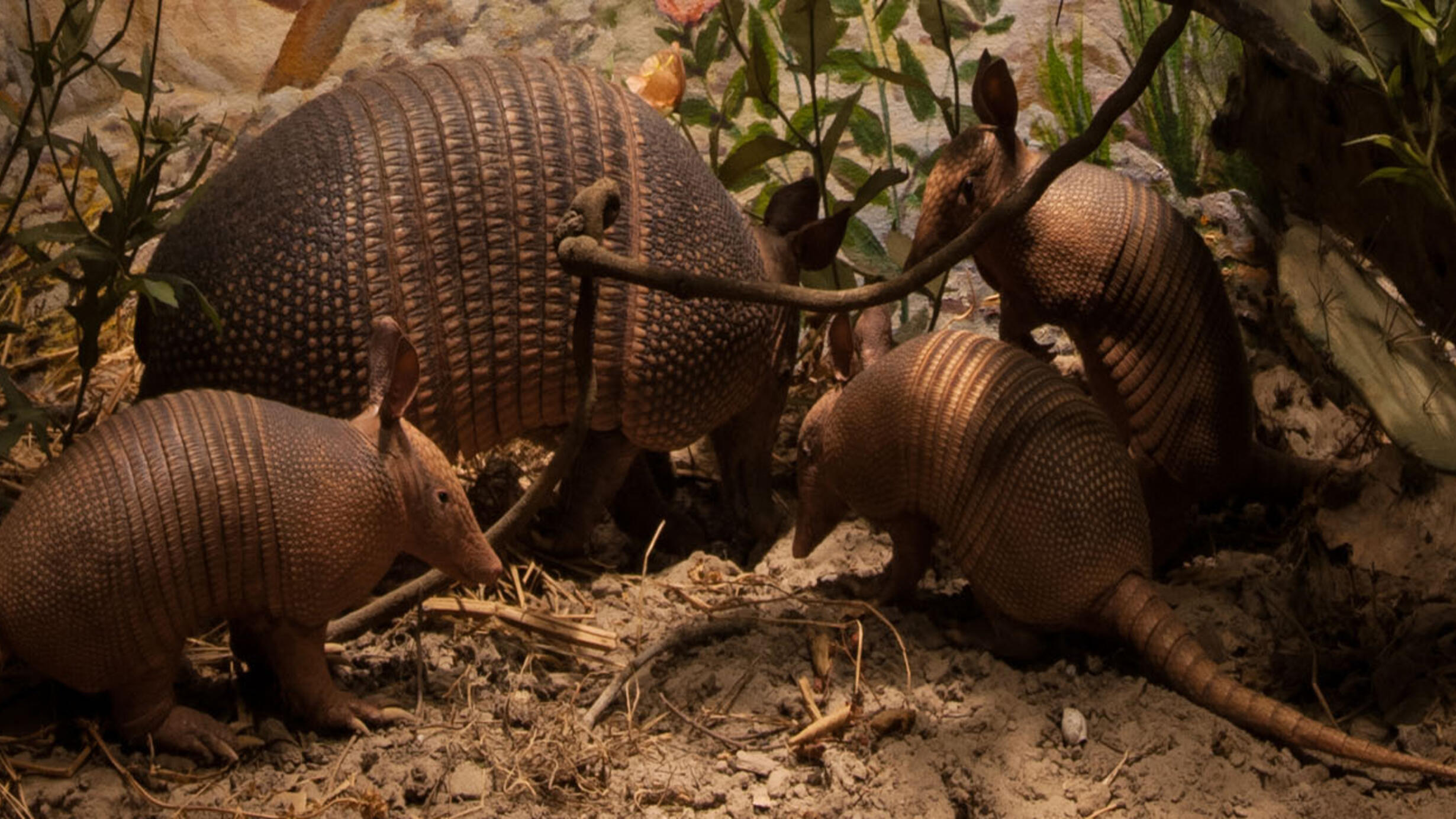 NAM Nine Banded Armadillo Hero