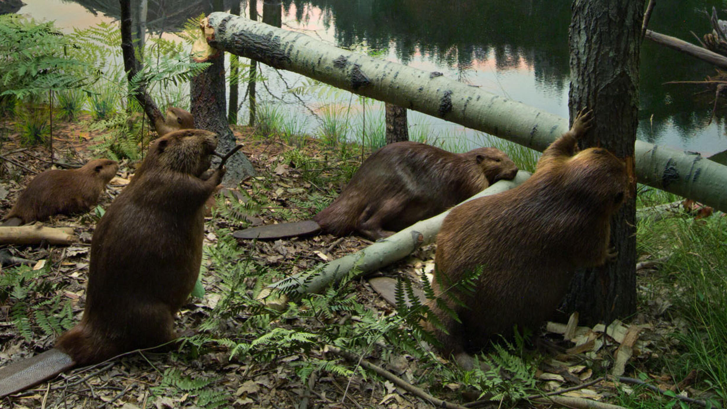 NAM North American Beaver Hero