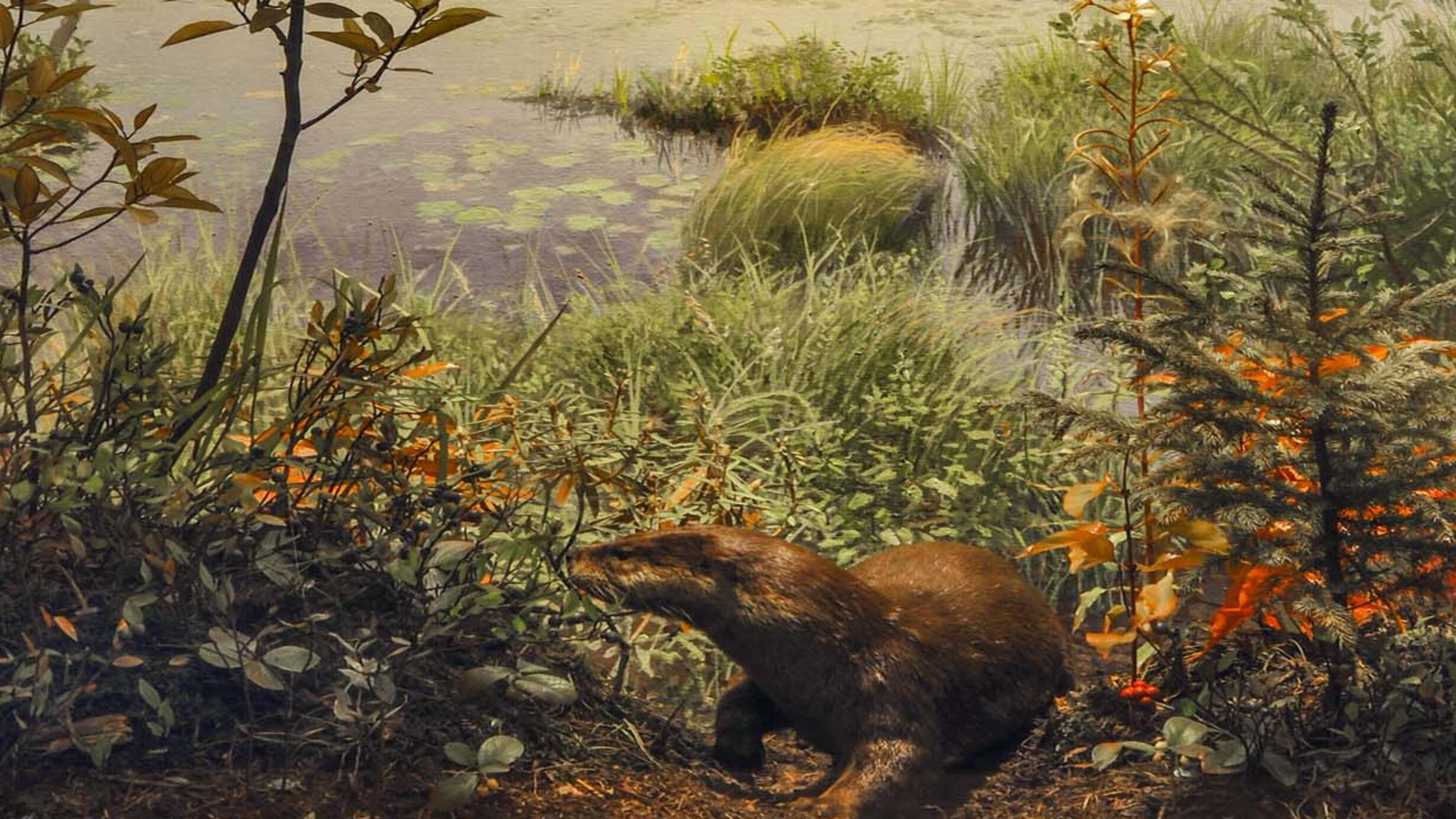 river otter diorama