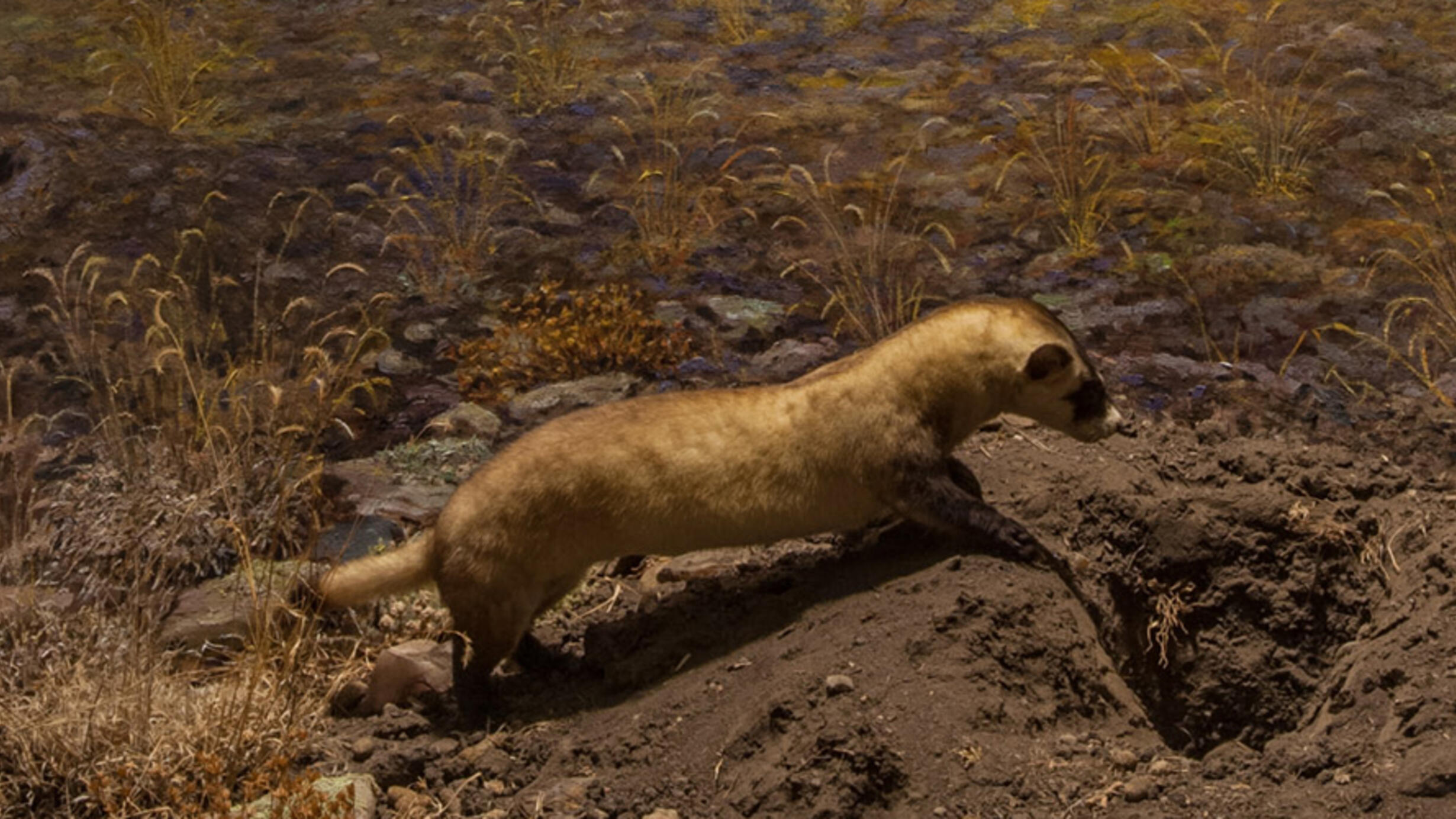 NAM_DF_Black-Footed Ferret hero.jpg