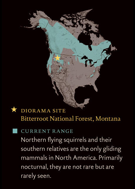 NorthernFlyingSquirrel_rangemap