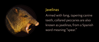 Peccary_Javelinas