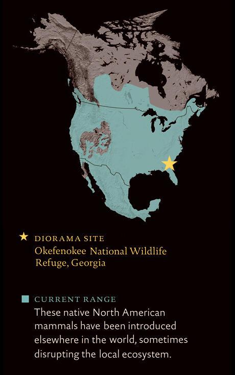 Map of North America. Highlights show current raccoon range as throughout most of United States and Mexico, and parts of Canada.