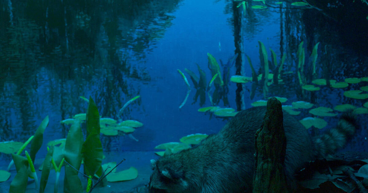Raccoon | AMNH