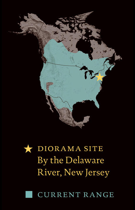 A North America map shows the range of the striped skunk: almost all the U.S., the southern half of Canada, and the northern third of Mexico. The Museum diorama site is in New Jersey.