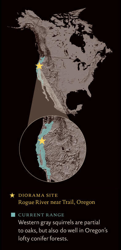 WesternGraySquirrel_rangemap