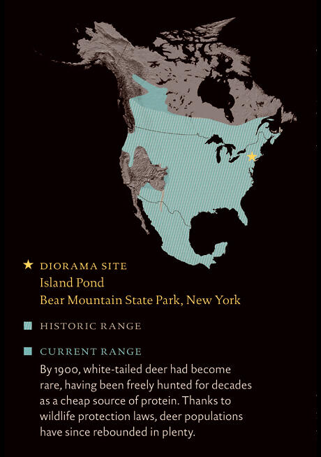 WhitetailedDeer_rangemap