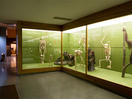 Hall of Primates