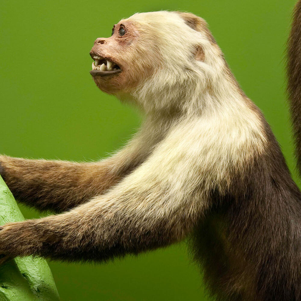Capuchin monkey mount is posed clinging to a branch in a diorama on view in the Museum's Hall of Primates.