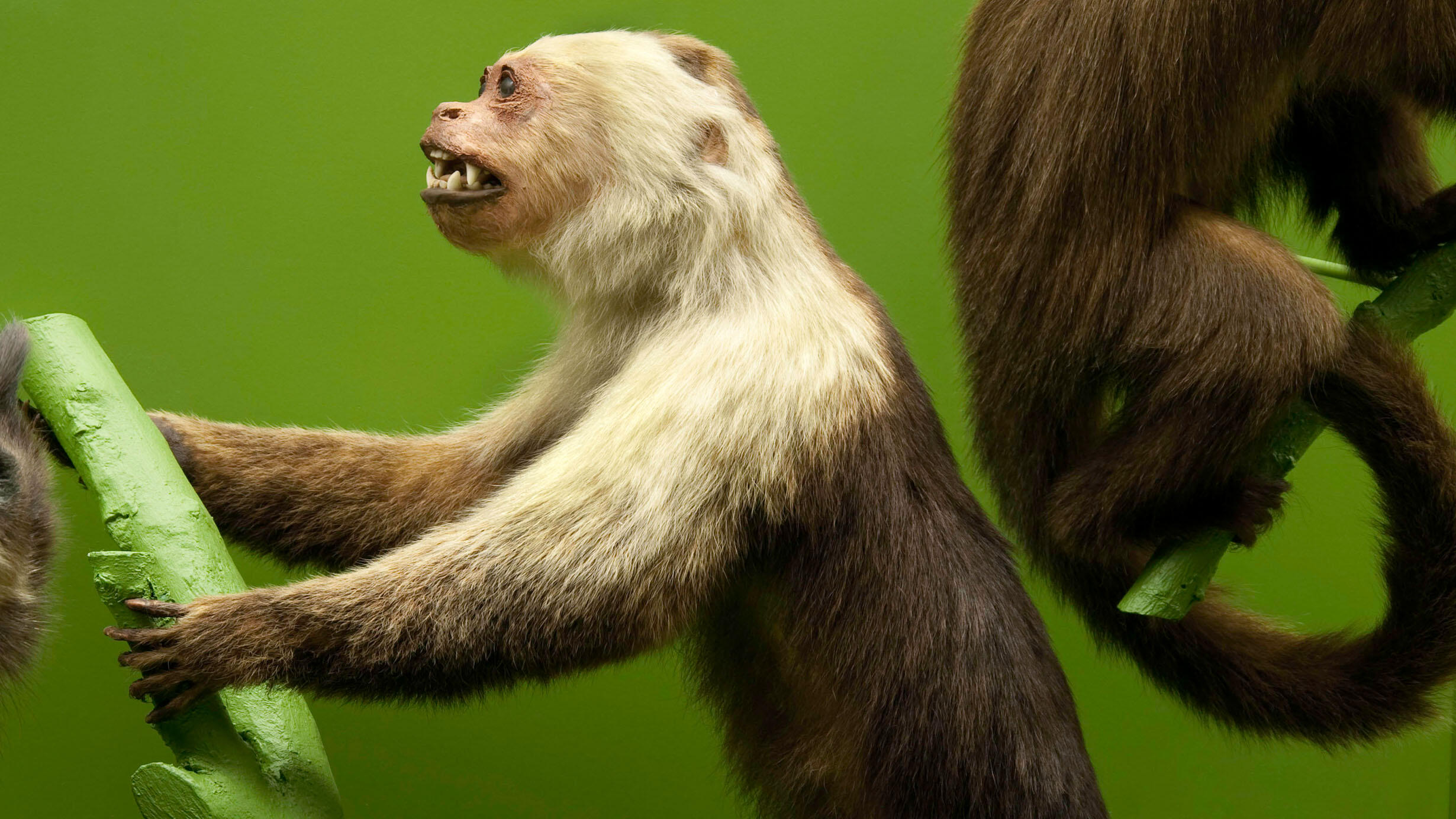 Capuchin monkey mount is posed clinging to a branch in a diorama on view in the Museum's Hall of Primates.