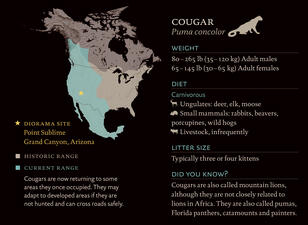 01.L_Cougar.3F_extra01.jpg