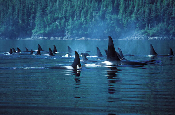 Pod of whales swim through peaceful waters, with a forest of evergreen trees in view behind them.