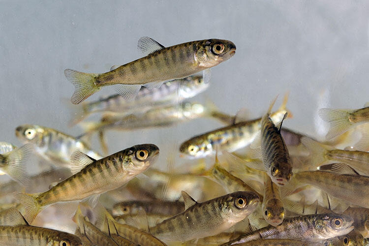 School of small, striped chinook juvenile fish.